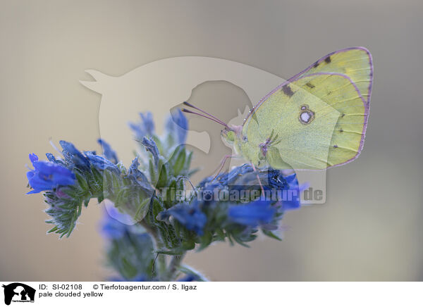 pale clouded yellow / SI-02108