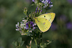 pale clouded yellow
