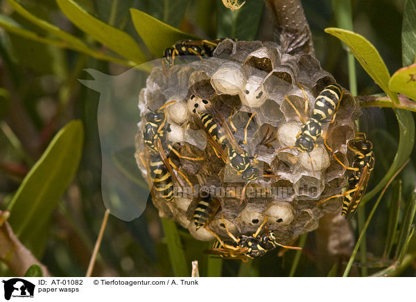 paper wasps / AT-01082