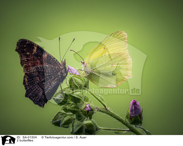 2 butterflies / SA-01504