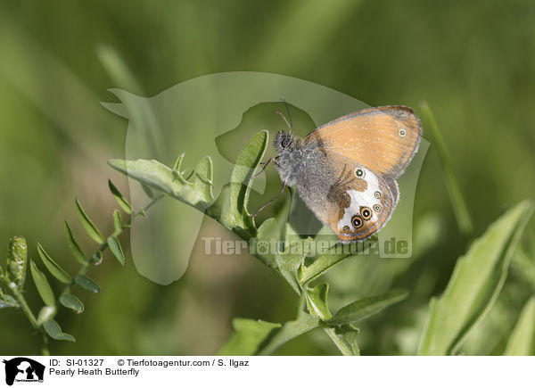 Pearly Heath Butterfly / SI-01327