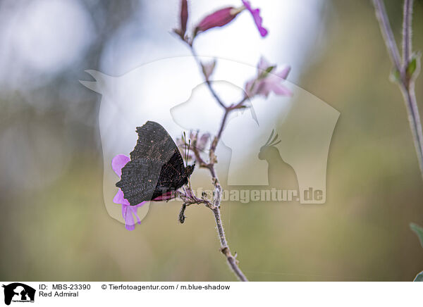 Red Admiral / MBS-23390