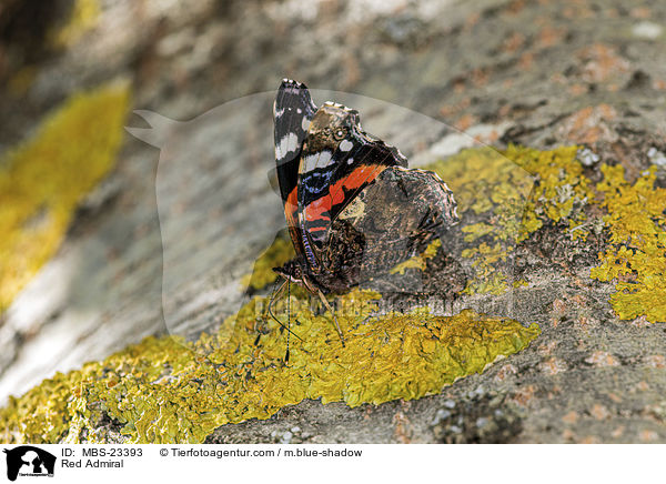 Red Admiral / MBS-23393