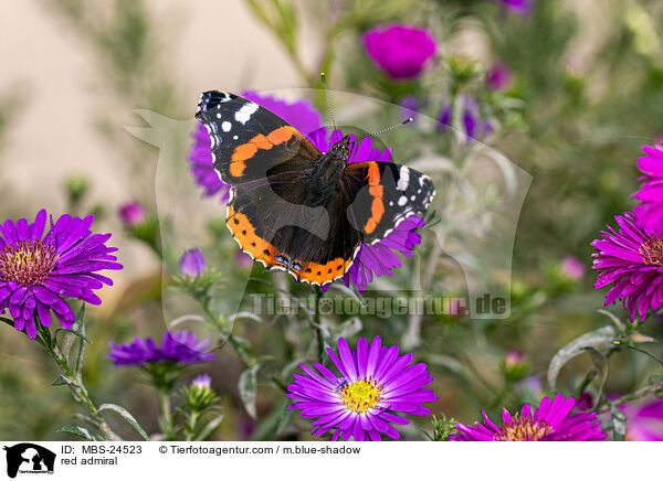 red admiral / MBS-24523