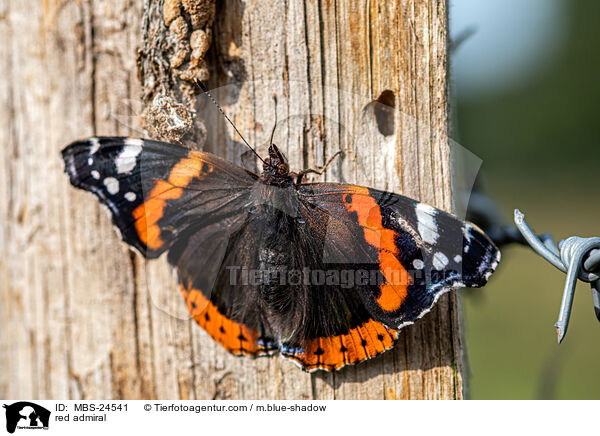 red admiral / MBS-24541