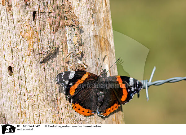 red admiral / MBS-24542