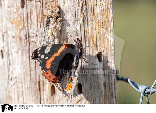 red admiral / MBS-24543