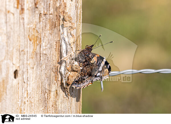 red admiral / MBS-24545
