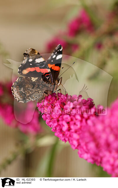red admiral / HL-02393