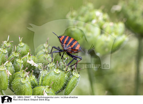 Red And Black Striped Stink Bug / MBS-19947
