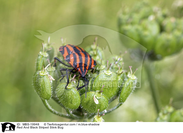 Red And Black Striped Stink Bug / MBS-19948