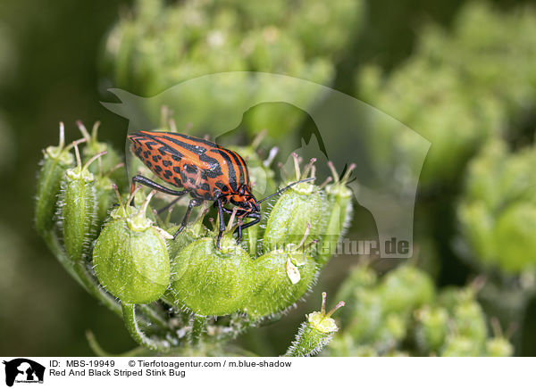 Red And Black Striped Stink Bug / MBS-19949