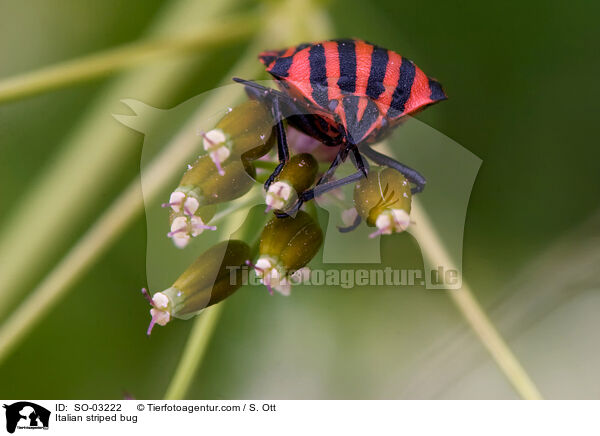 Italian striped bug / SO-03222