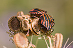 striped stink bug