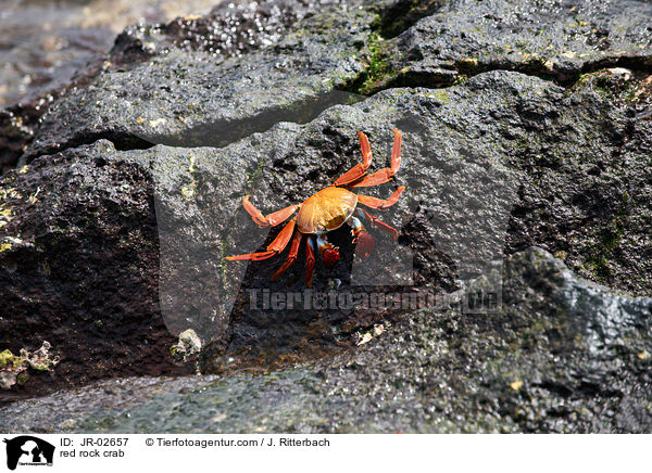 red rock crab / JR-02657