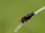 red-breasted Carrion Beetle