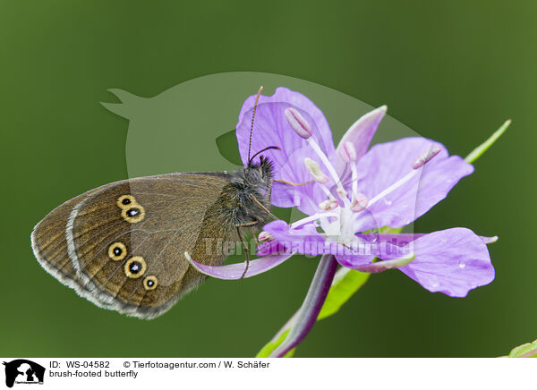brush-footed butterfly / WS-04582