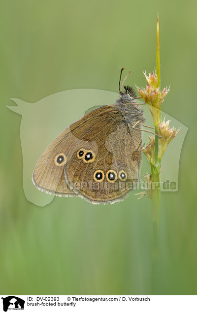 brush-footed butterfly / DV-02393
