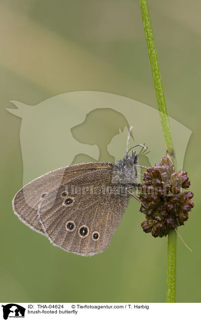 brush-footed butterfly / THA-04624