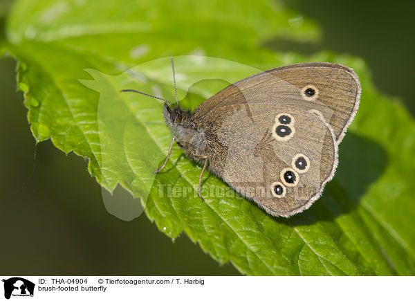 brush-footed butterfly / THA-04904