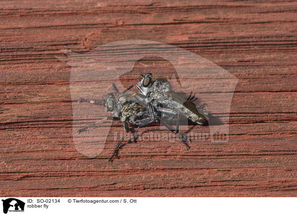 robber fly / SO-02134