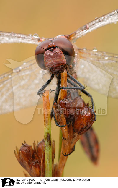 Blutrote Heidelibelle / ruddy darter dragonfly / DV-01602