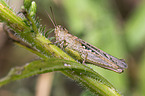 rufous grasshopper