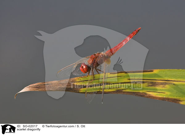 scarlet dragonfly / SO-02017