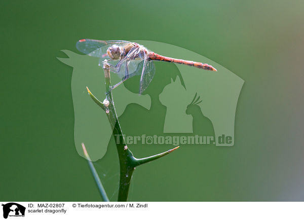 scarlet dragonfly / MAZ-02807