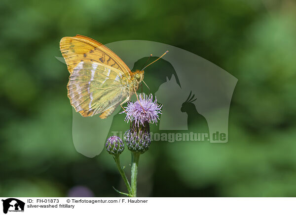 silver-washed fritillary / FH-01873