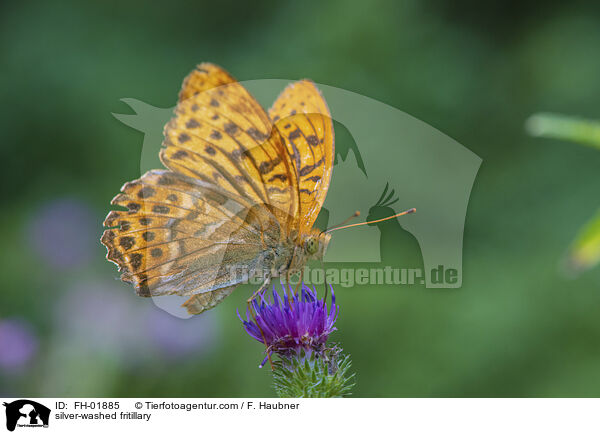 silver-washed fritillary / FH-01885