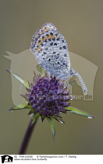 silver-studded blue butterfly / THA-03206