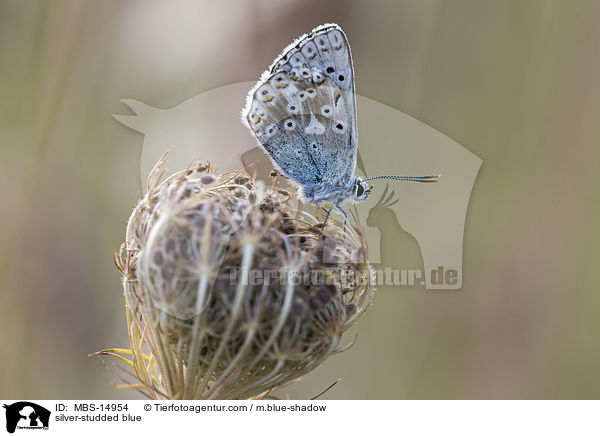silver-studded blue / MBS-14954