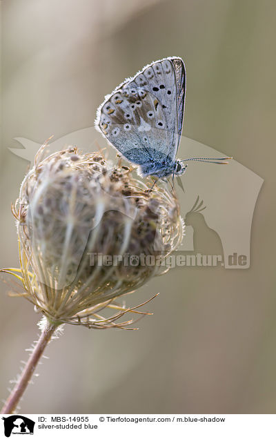 silver-studded blue / MBS-14955