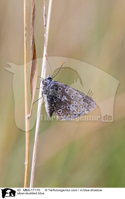 silver-studded blue / MBS-17170