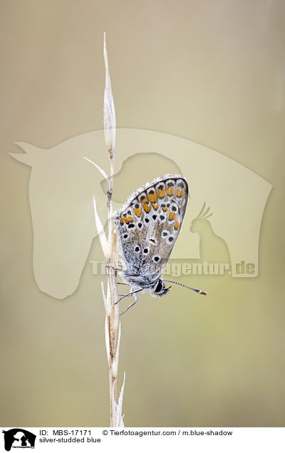 silver-studded blue / MBS-17171