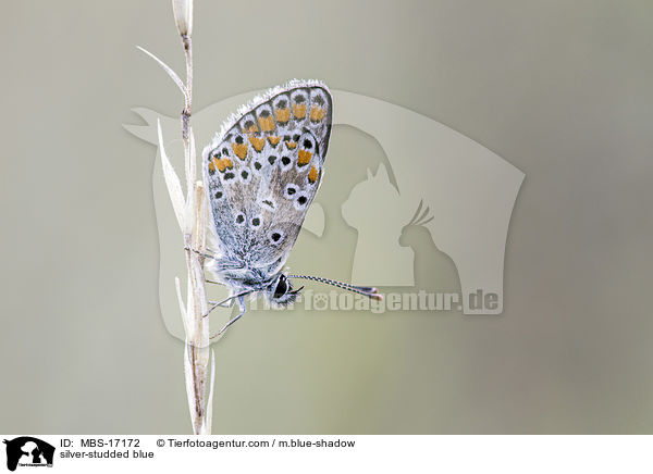 silver-studded blue / MBS-17172