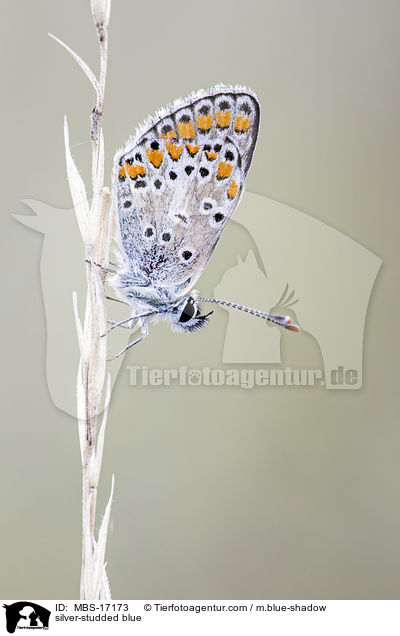 silver-studded blue / MBS-17173