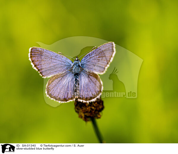 silver-studded blue butterfly / SA-01340