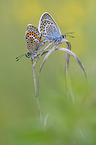 silver-studded blue butterflies