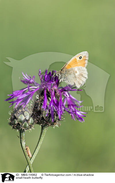 small heath butterfly / MBS-14962