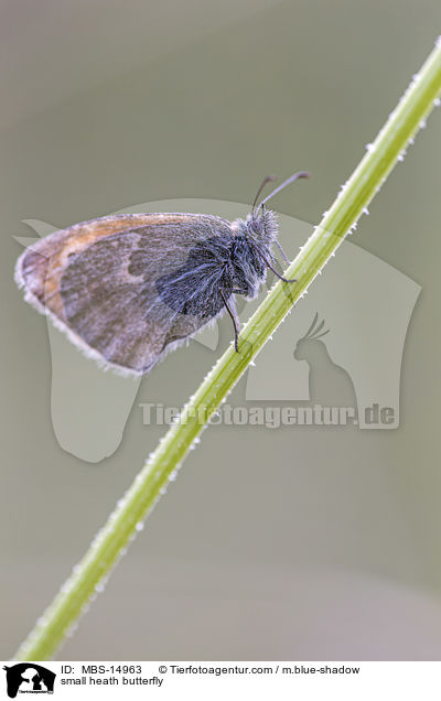 small heath butterfly / MBS-14963
