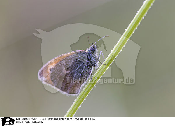 small heath butterfly / MBS-14964