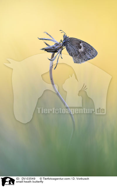 small heath butterfly / DV-03549
