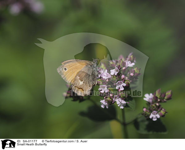Small Heath Butterfly / SA-01177