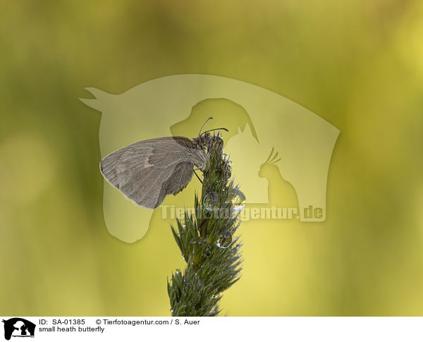 small heath butterfly / SA-01385