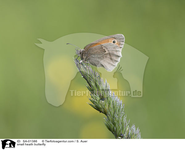 small heath butterfly / SA-01386
