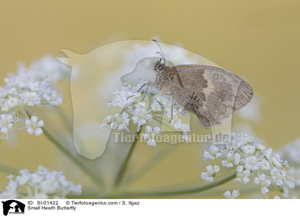 Small Heath Butterfly / SI-01422