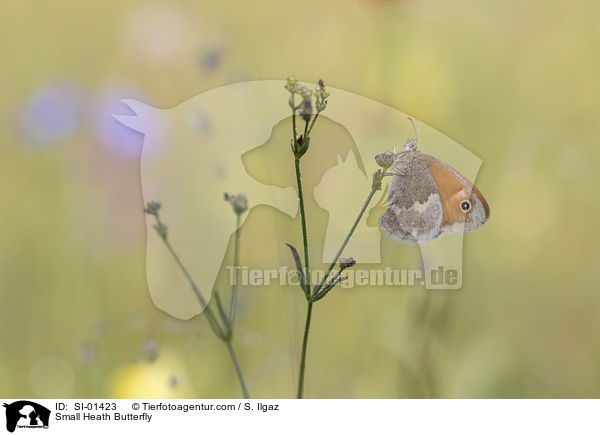 Small Heath Butterfly / SI-01423