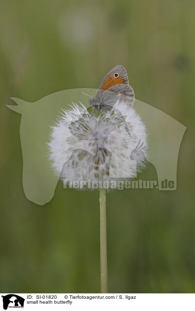 small heath butterfly / SI-01820